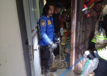 Geger! Lansia di Kuningan Dipatuk Ular Kobra di Dalam Rumah, Damkar Turun Tangan