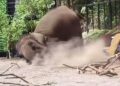 Pawang Gajah Tertimpa Gajah di Lembang Park & Zoo, Ini Kronologinya