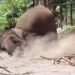 Pawang Gajah Tertimpa Gajah di Lembang Park & Zoo, Ini Kronologinya