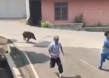 Babi Hutan Tiba-Tiba Masuk Puskesmas Campaka Cianjur, Pasien Panik dan Warga Langsung Kepung!