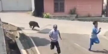 Babi Hutan Tiba-Tiba Masuk Puskesmas Campaka Cianjur, Pasien Panik dan Warga Langsung Kepung!