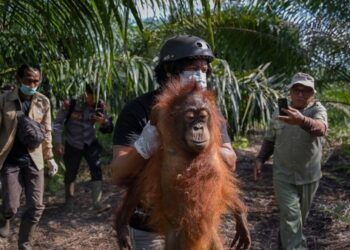 21 Orangutan Terancam ISPA akibat Kepungan Asap Karhutla, Pemerintah Perkuat Satgas Penyelamatan